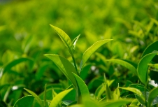 茶葉品牌應(yīng)該如何策劃才能吸引消費(fèi)者呢？